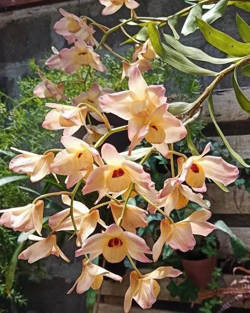 Dendobrium moschatum  - Foto 6