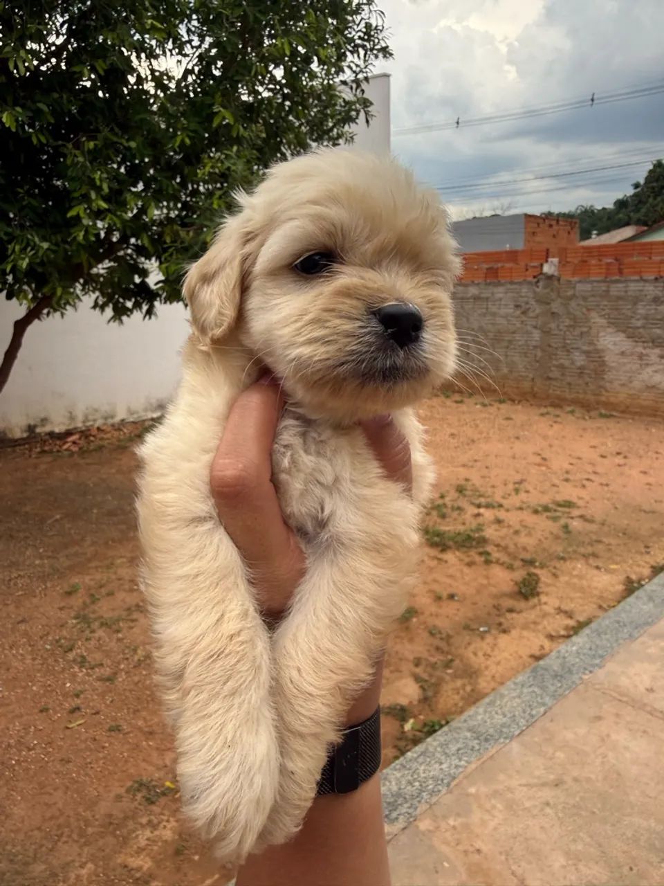 Cachorro 