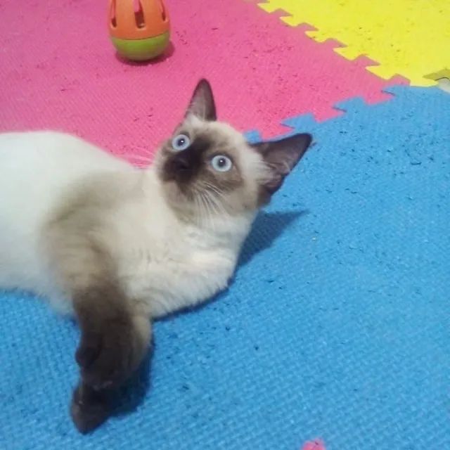 Adoção responsável - Mila