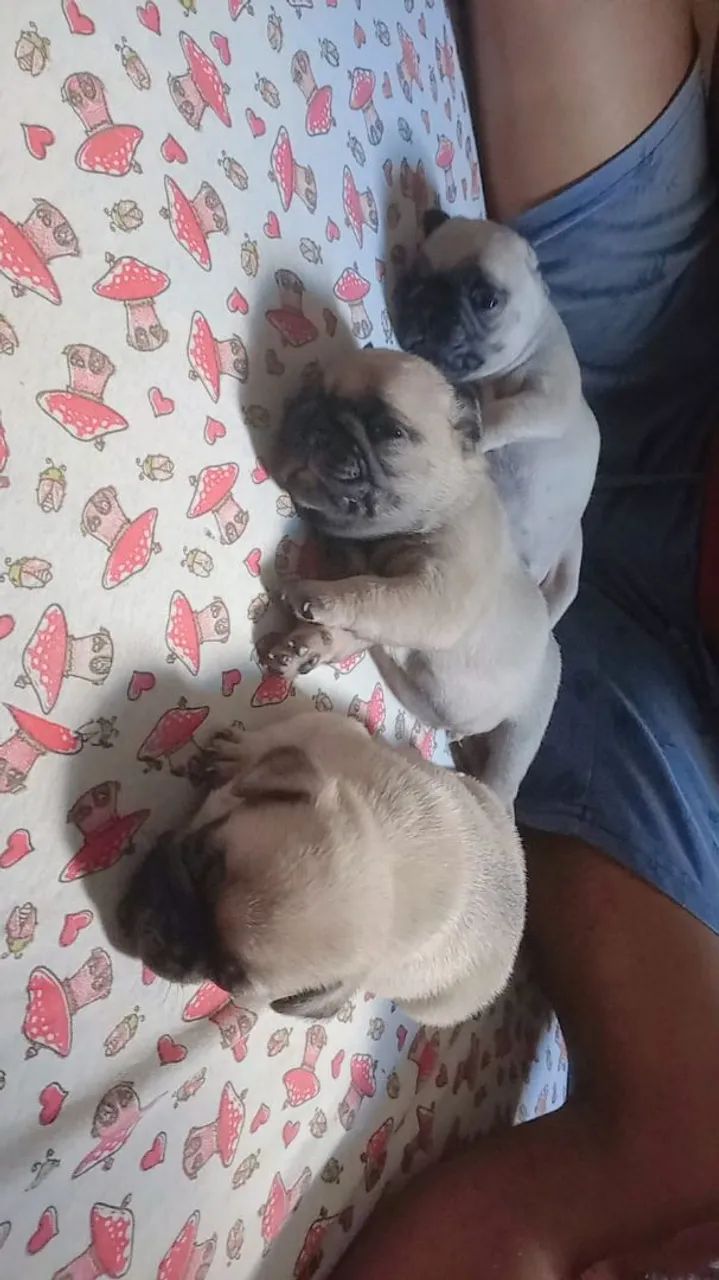Disponível  - Foto 5