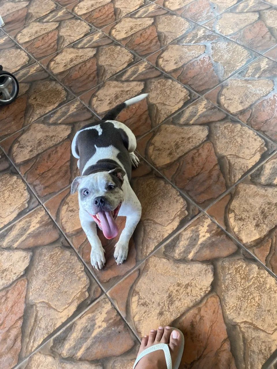 Cachorro América bully  - Foto 5