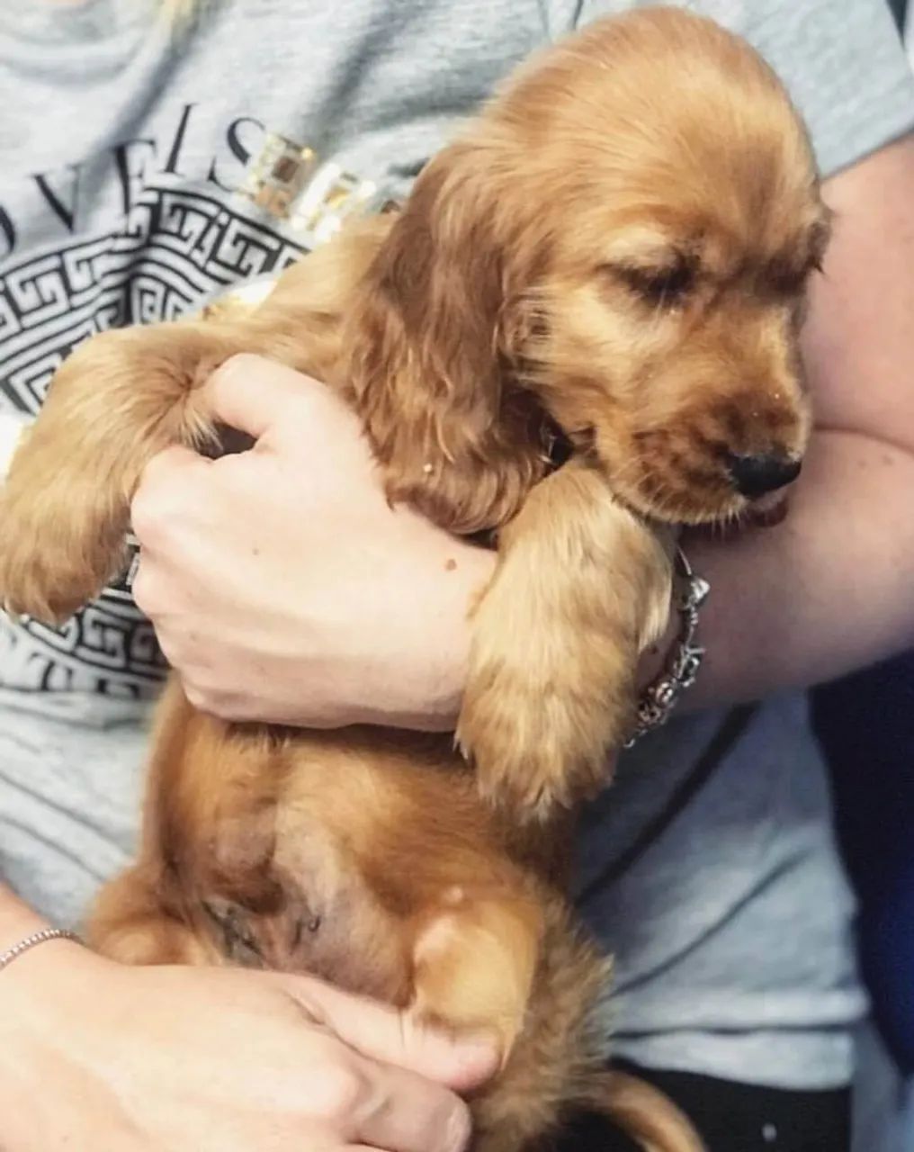 Cocker Spaniel Inglês Presença que transforma pequenos instantes