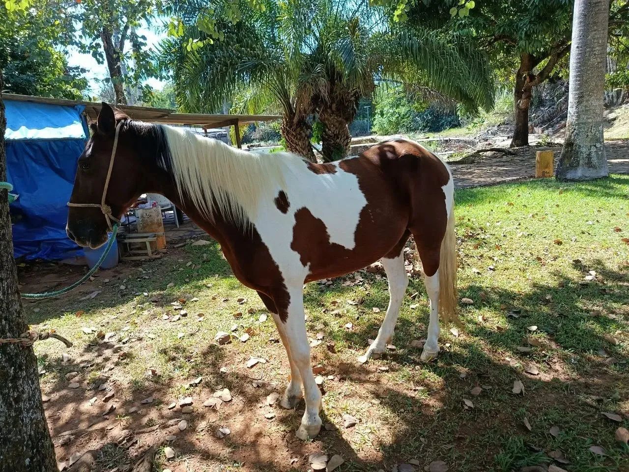 cavalo  - Foto 2