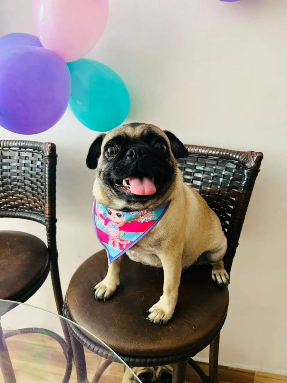 Pug - Foto 4