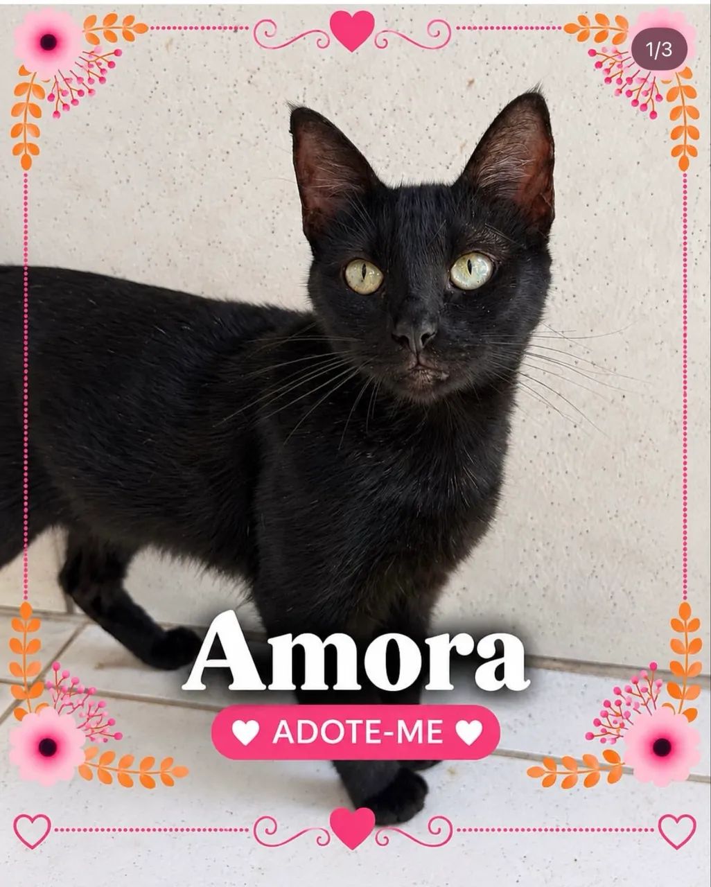 Gata para adoção 