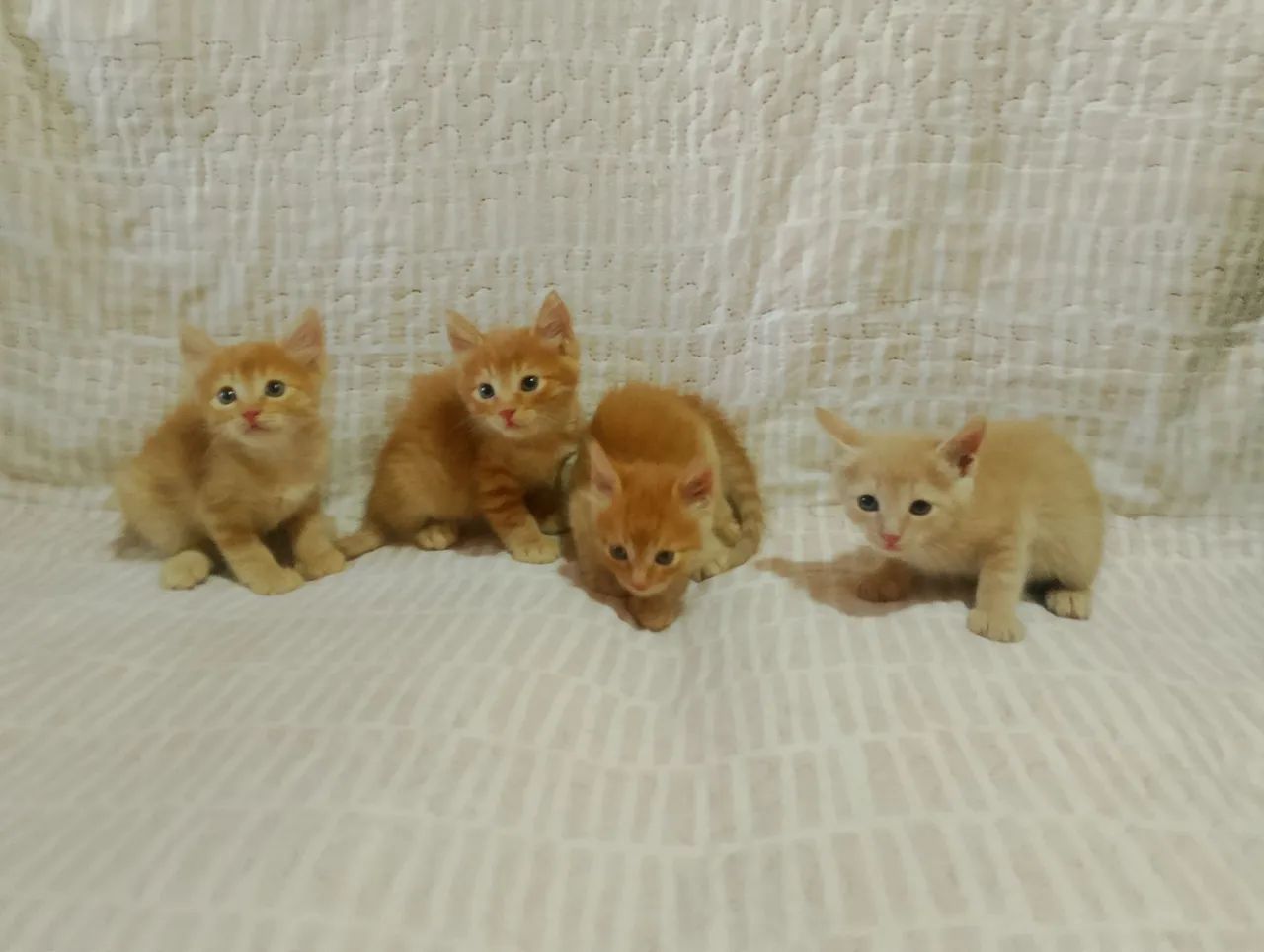 Gatinho doação  - Foto 3