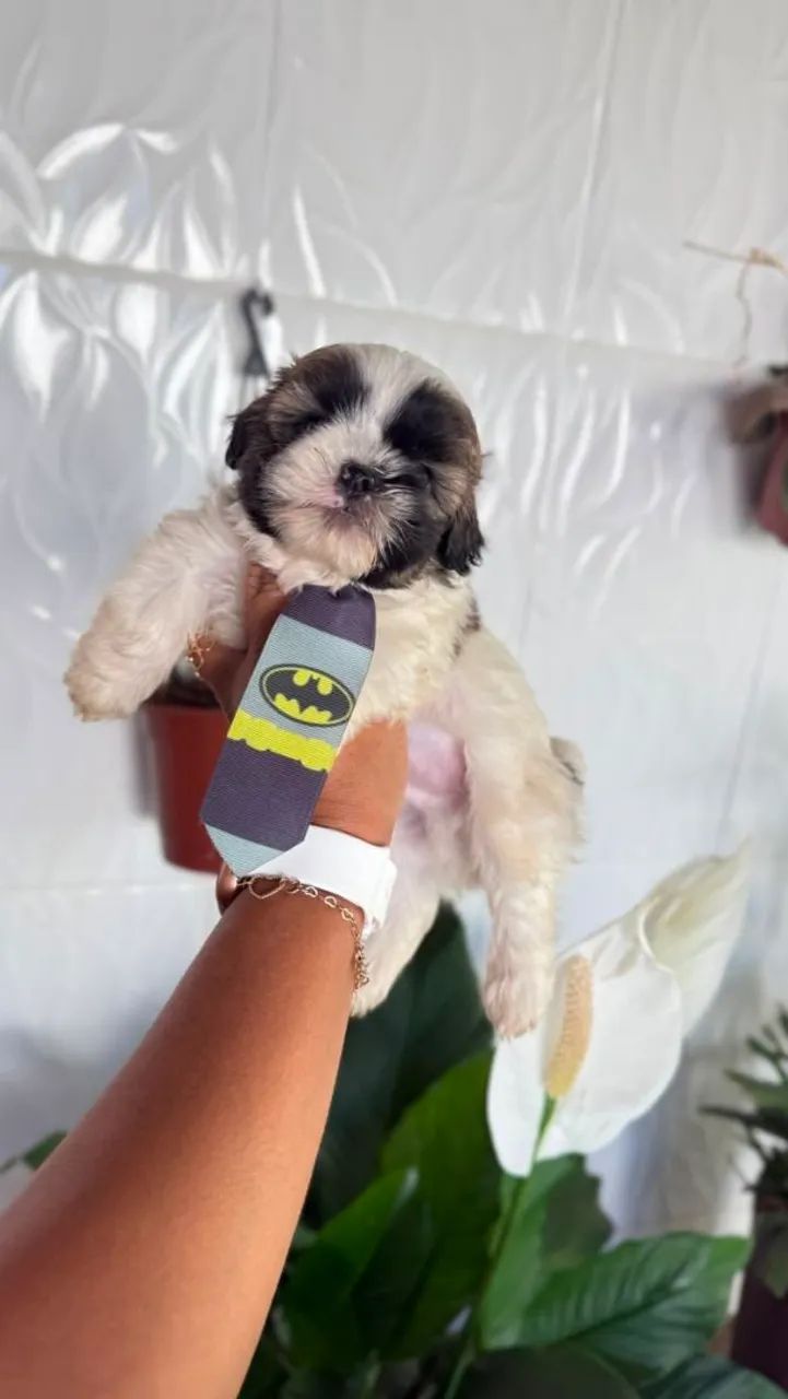 Lhasa apso
