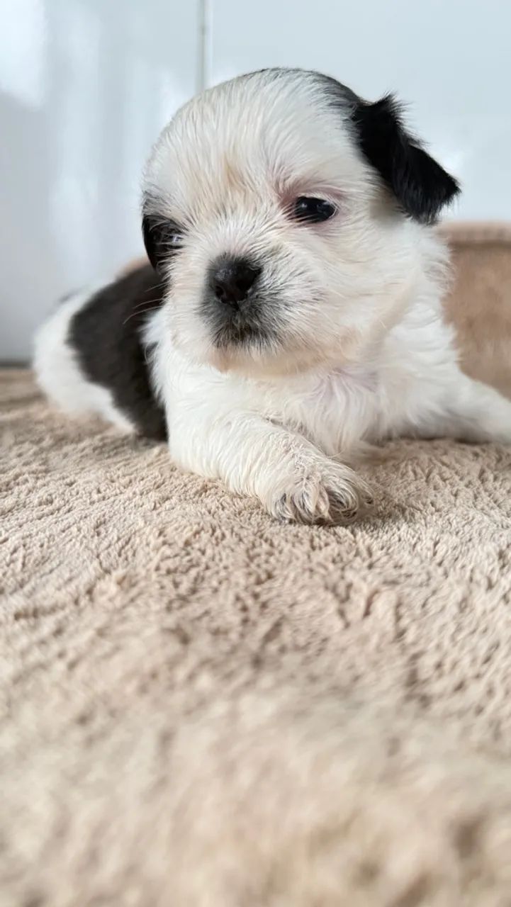 Shitzu - Foto 4