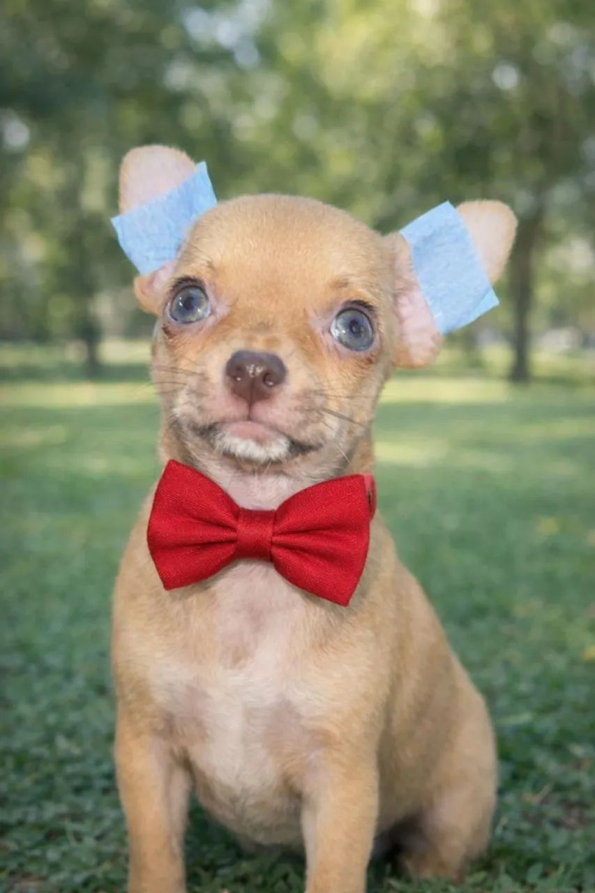 Machinho disponível 