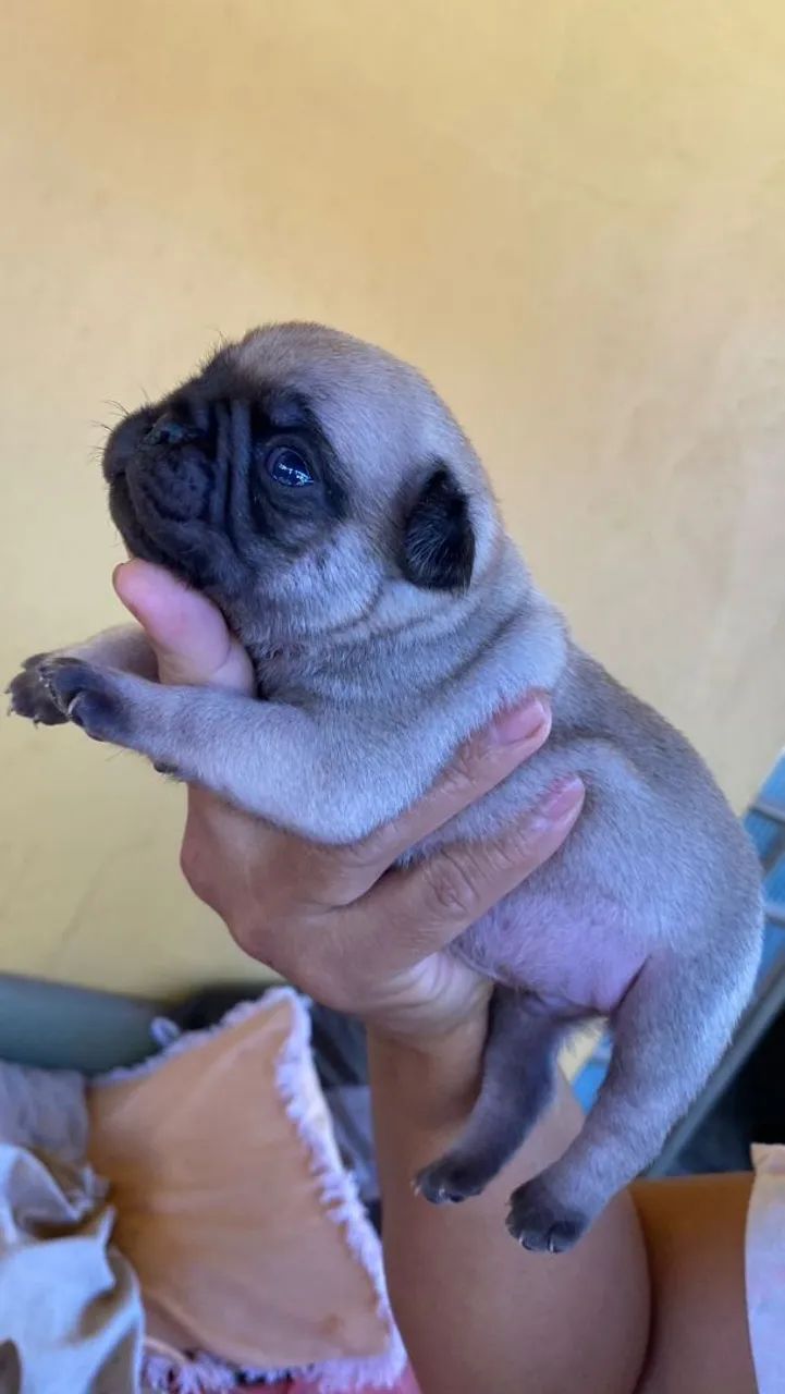 Pug mine  - Foto 3