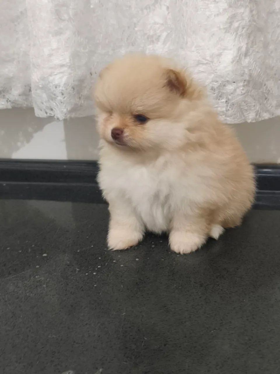 Spitz alemão  - Foto 2