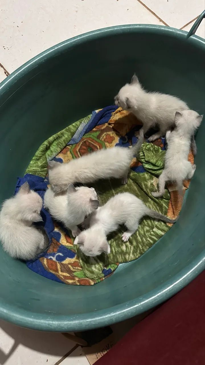 DOAÇÃO DE GATINHAS FÊMEAS 