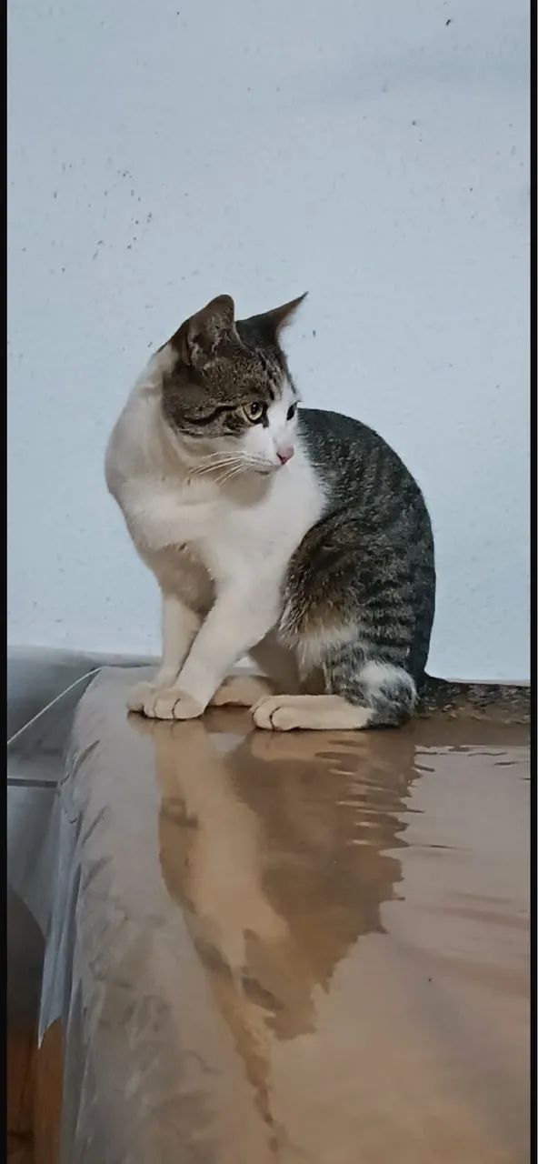 Gato