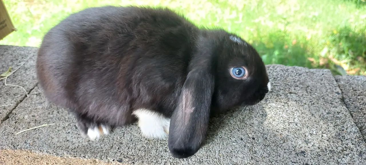 Filhotes disponíveis  - Foto 3