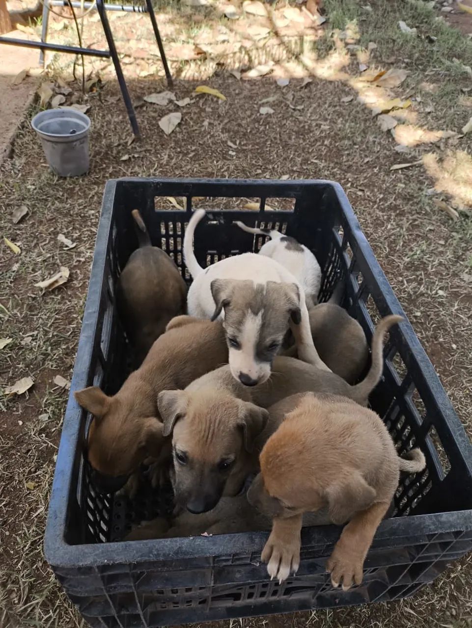 Cachorros para doação 