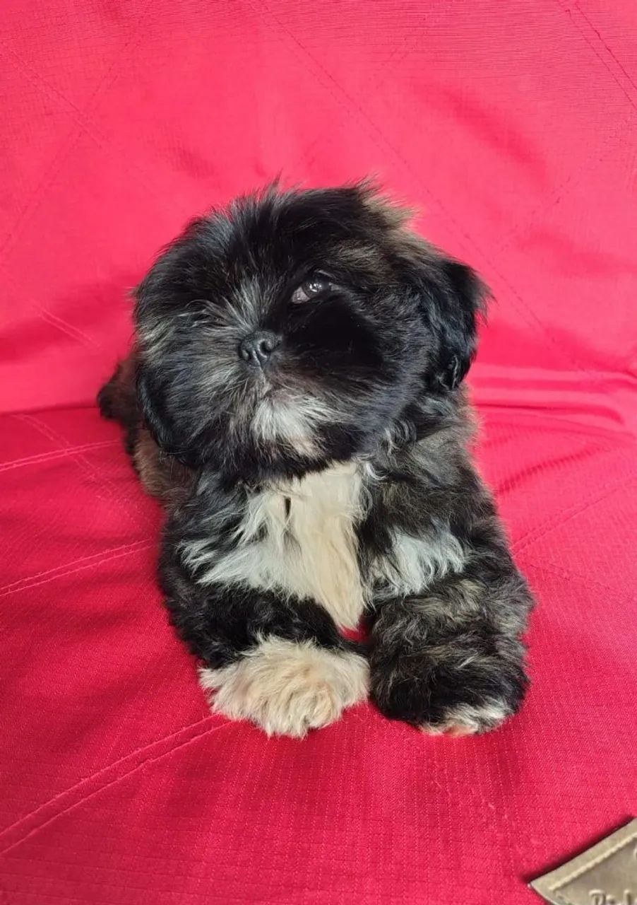 LHASA APSO MACHO BEM PEQUENO  - Foto 2