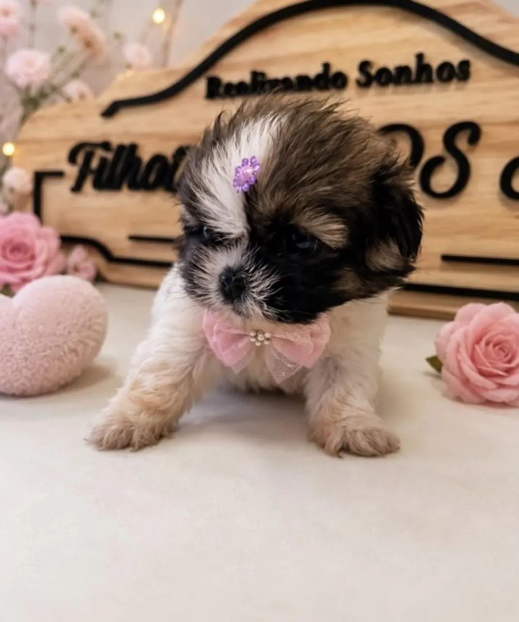Shih Tzu