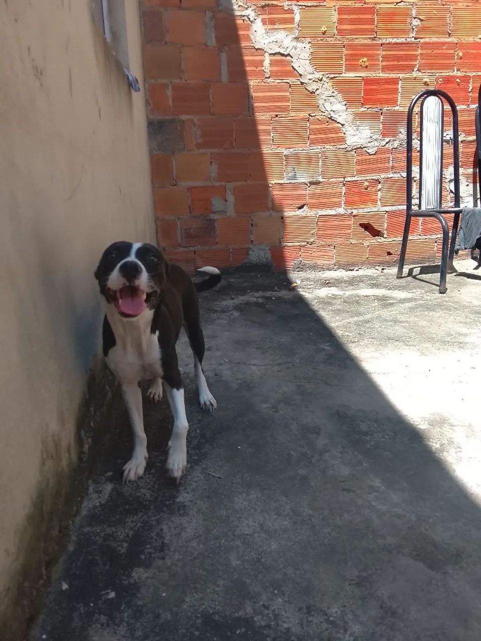 Doação de cachorra - Foto 2