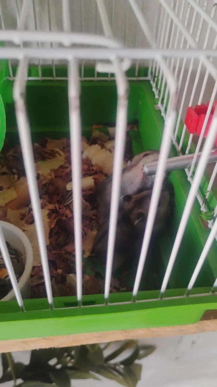 Hamster  - Foto 2
