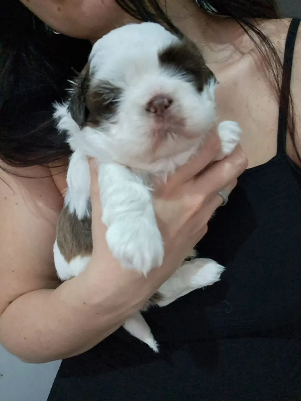 Shih tzu macho   850