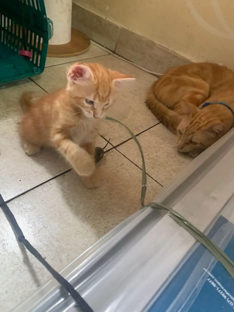 Gatinhos da raça american shorthair 