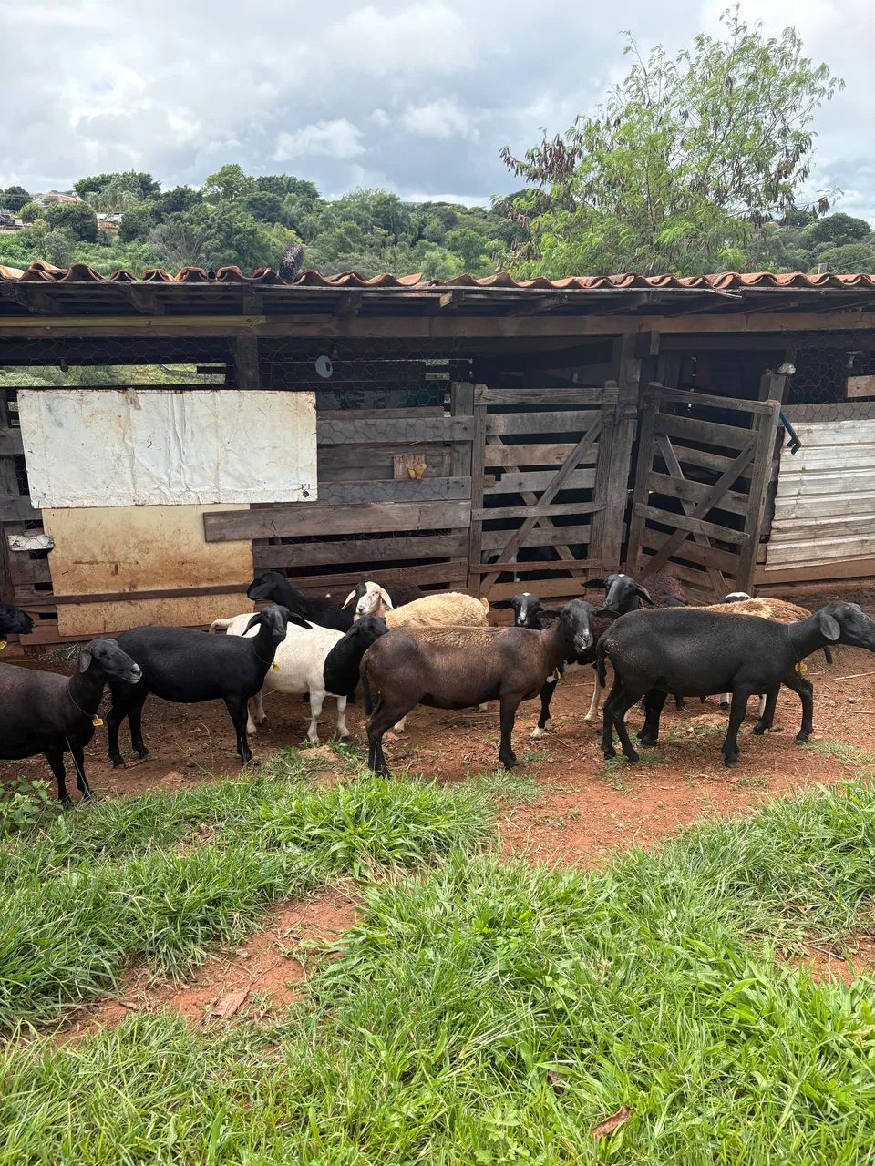 Ovelhas 