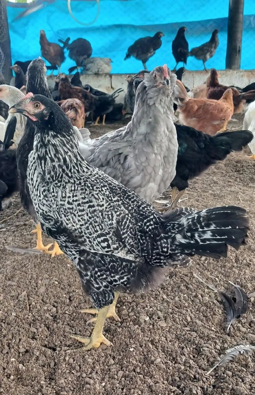 Galinha frangas poedeira  - Foto 2