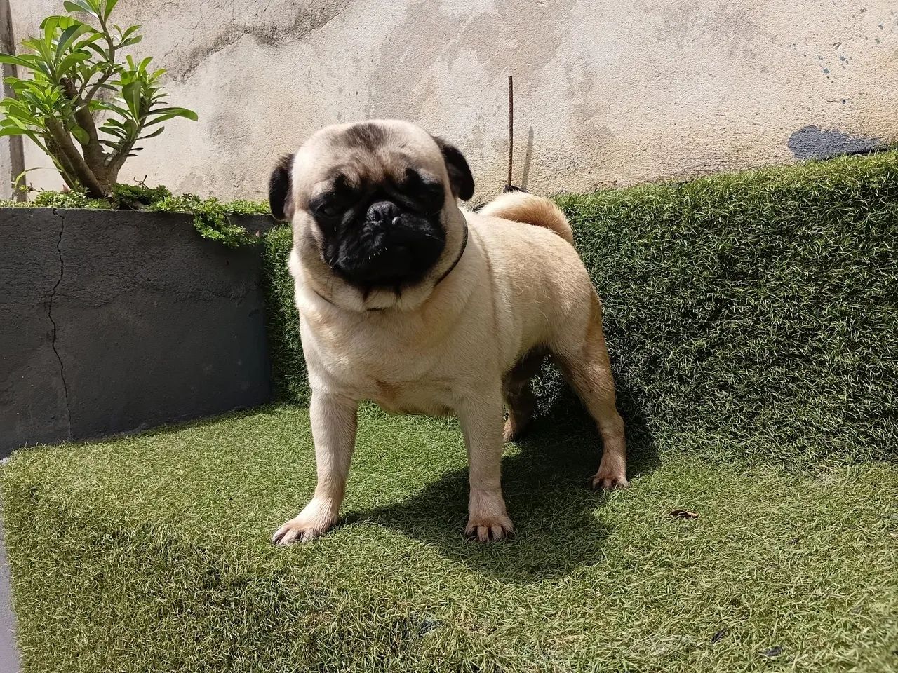 Pug fêmea  - Foto 4