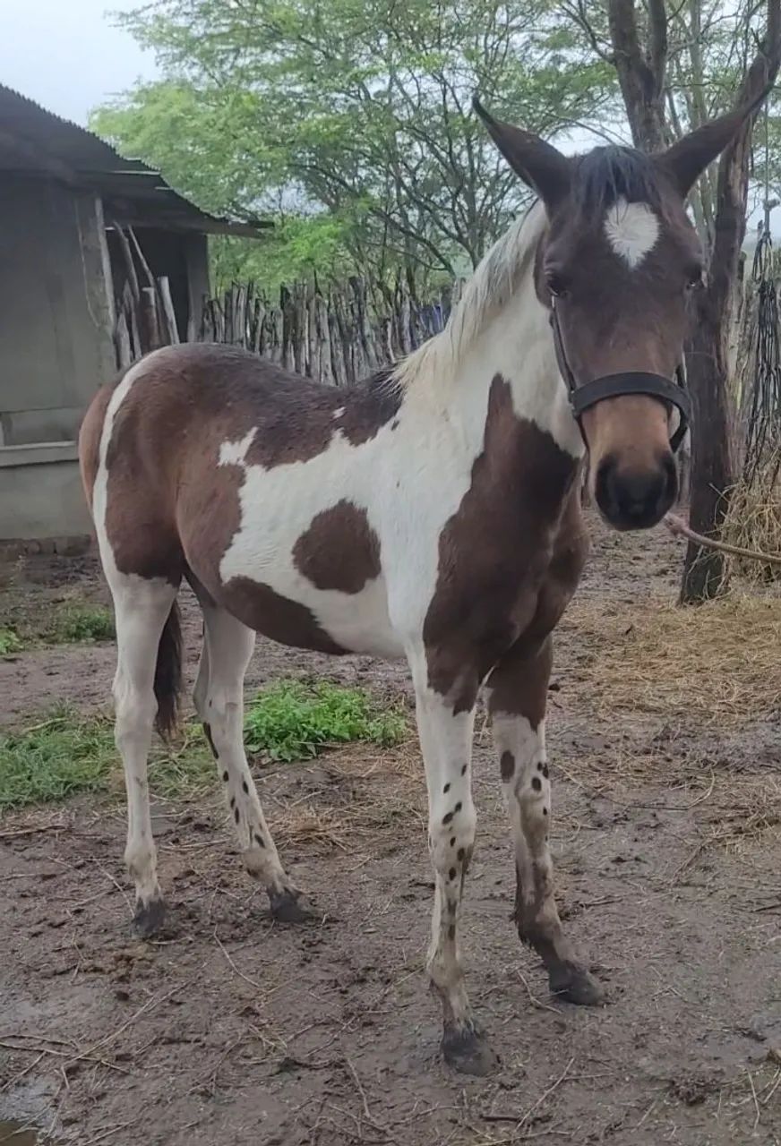 Potra Quato de Milha C/ Manga Larga - Foto 4