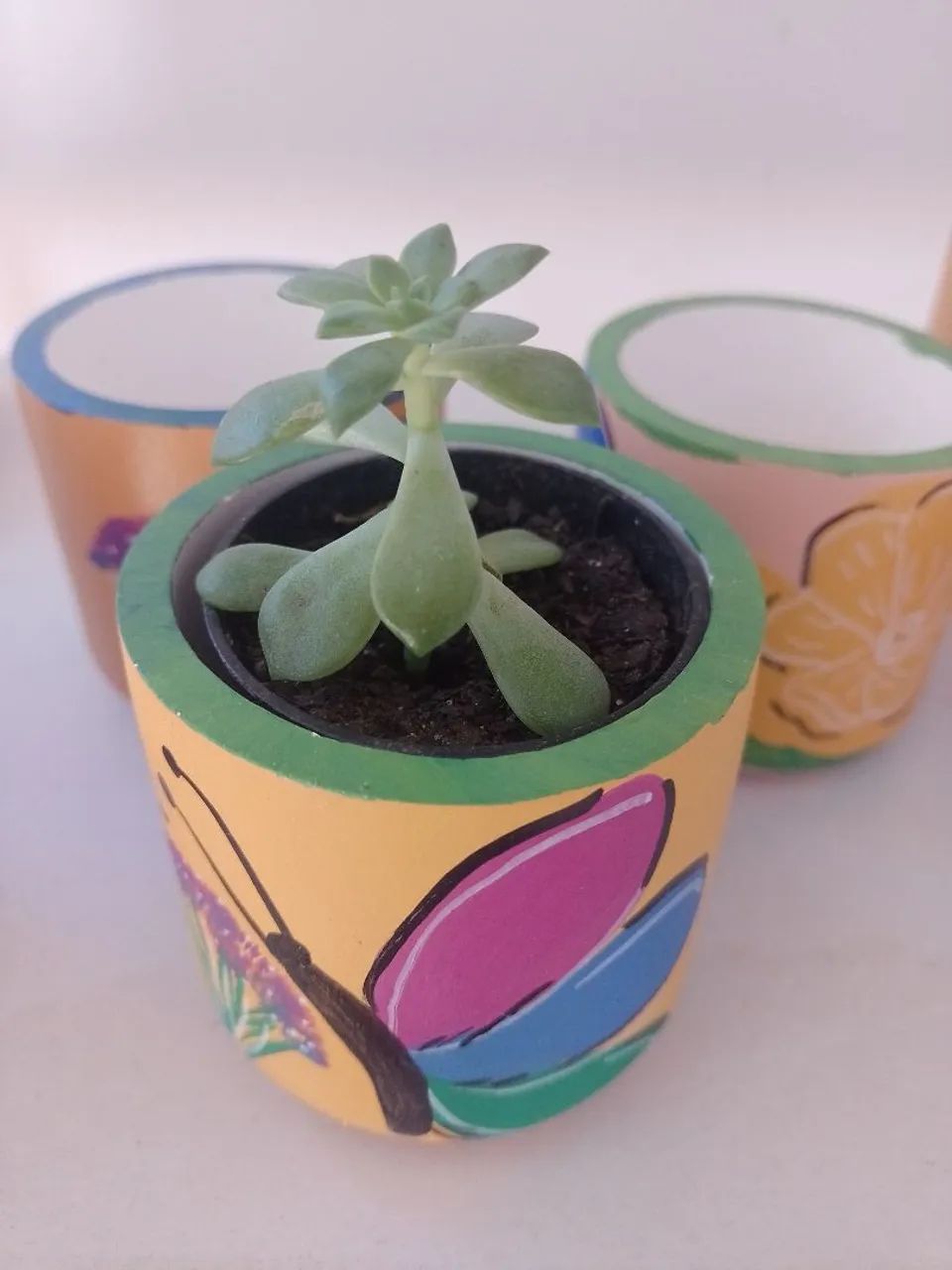 Vaso com suculenta  - Foto 2