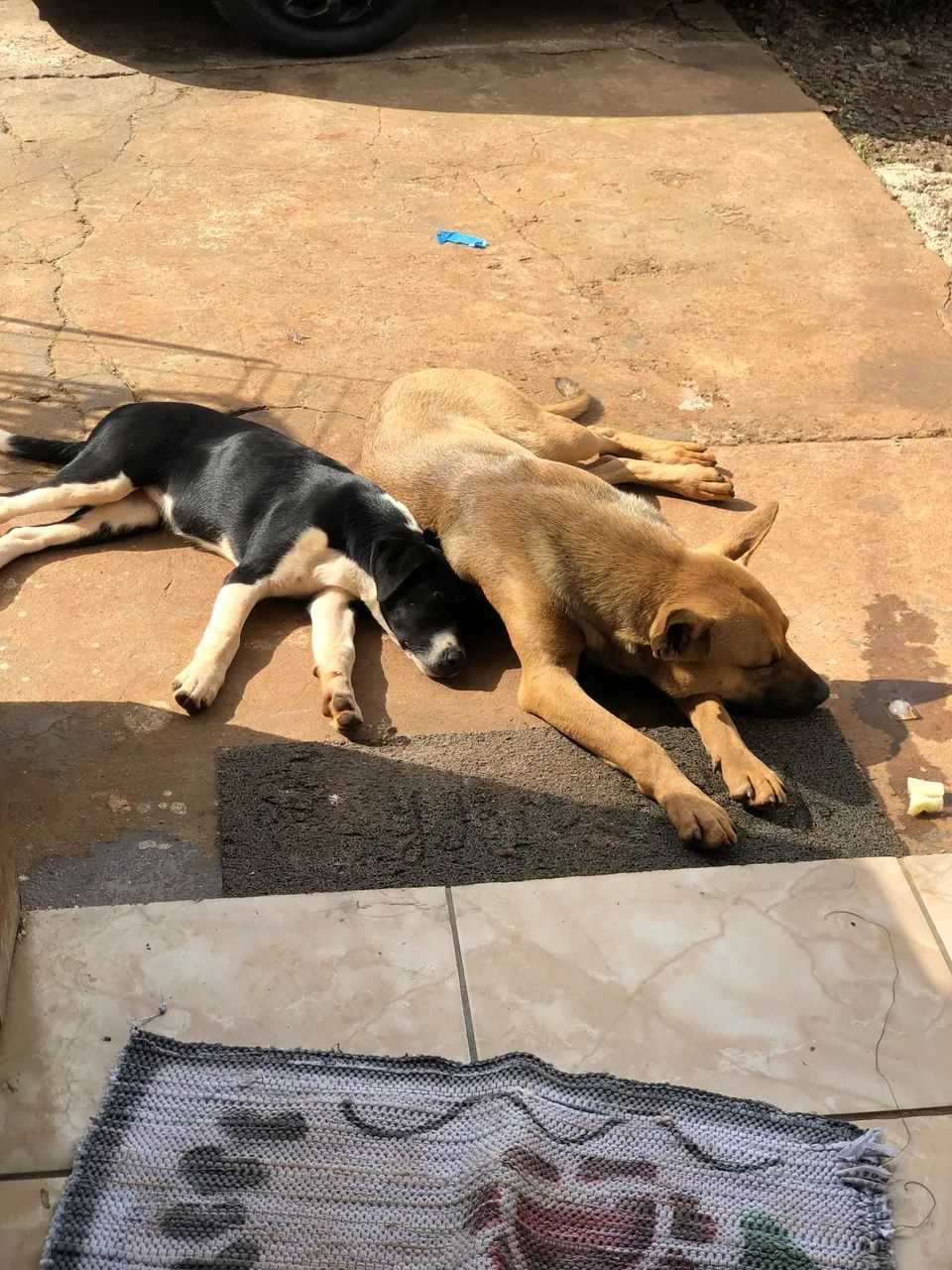 Doa- se cachorro - Foto 3