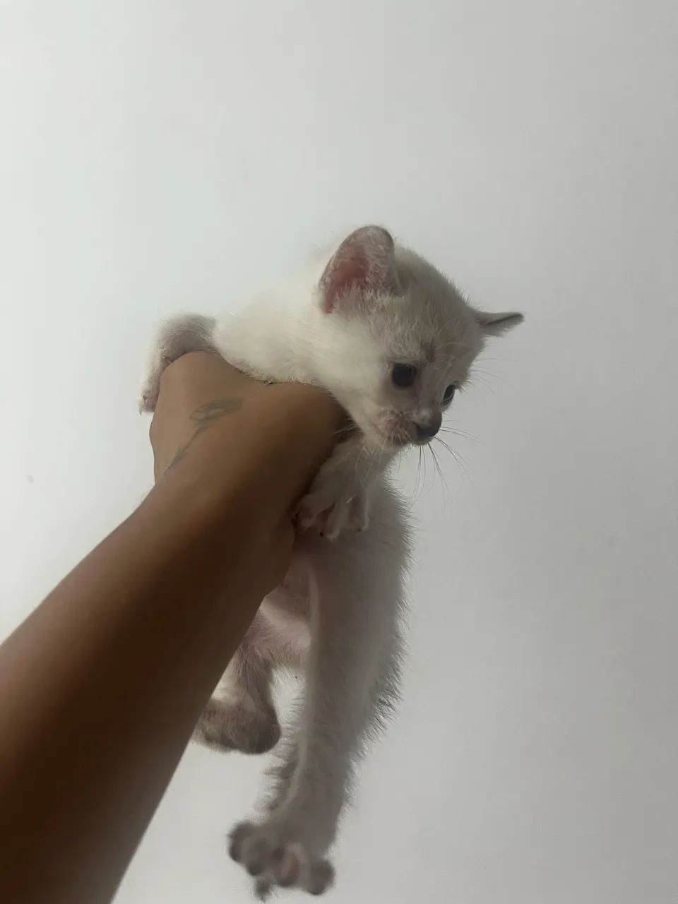 Doação de gato  - Foto 2