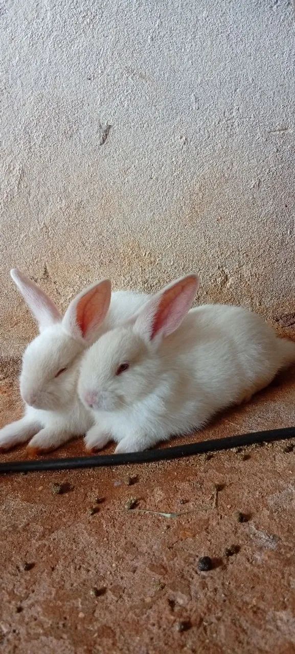 Coelho  - Foto 2