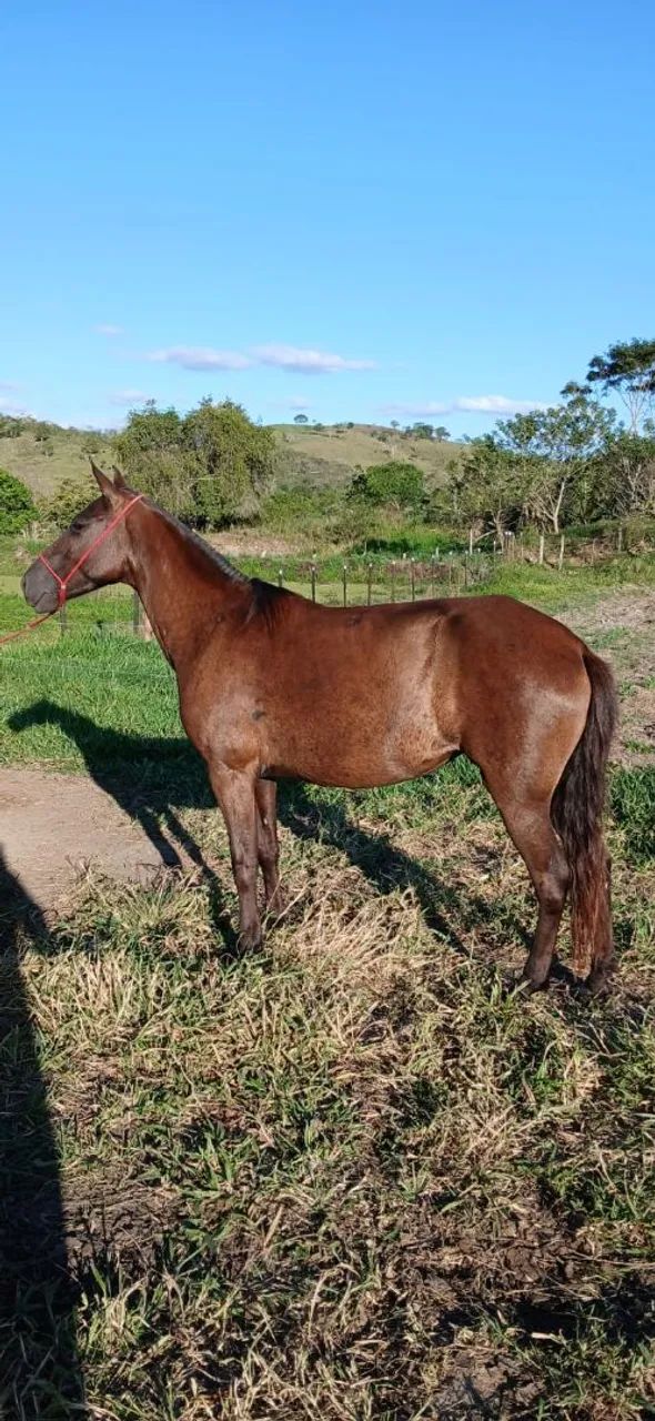 Vendo Eguinha Preta de Picado  - Foto 5