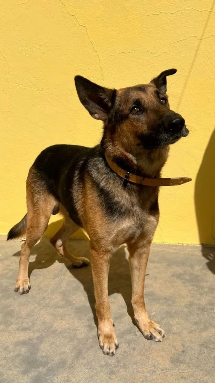 DOAÇÃO PASTOR ALEMÃO 