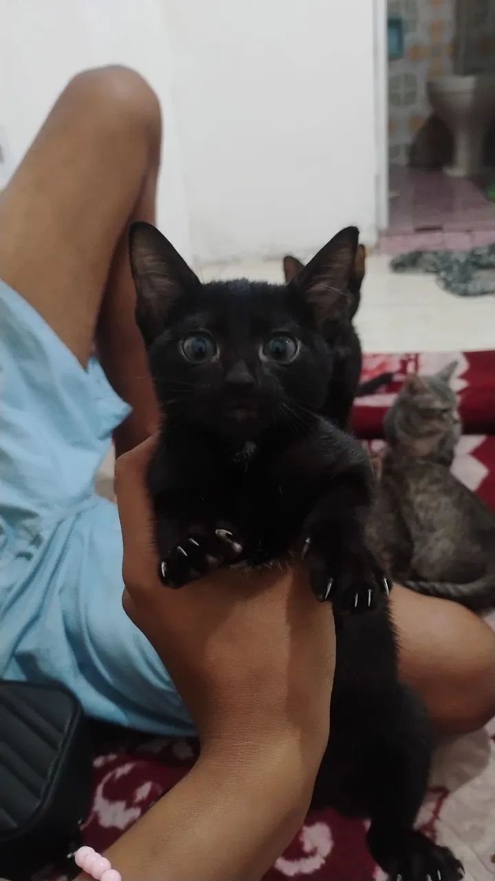 Doa-se gatinhos - Foto 4