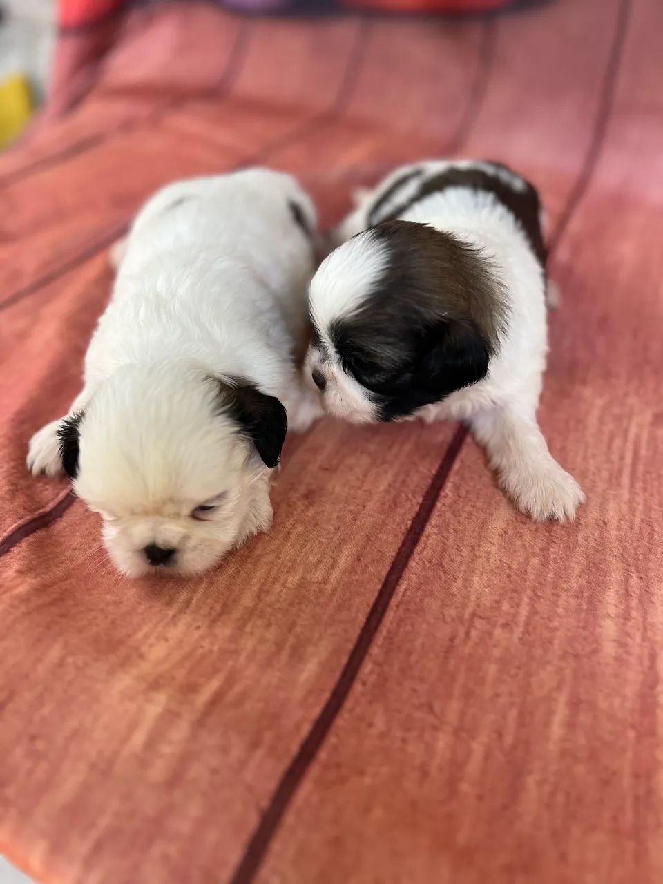 Shihtzu macho  - Foto 2