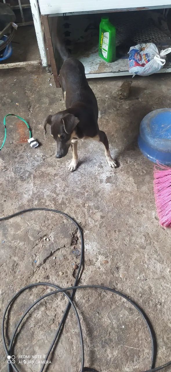 vadela rachada com pintch - Foto 2
