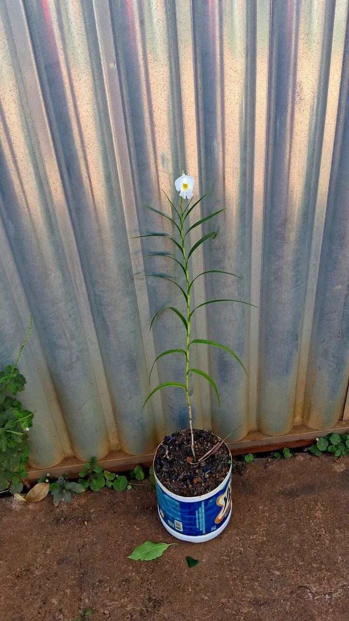 Orquídea bambu albina 