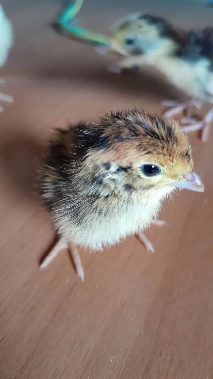 Pintinho de codornas 