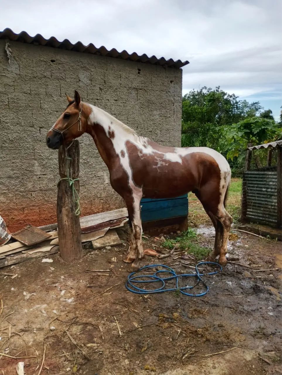 Cavalo  - Foto 2