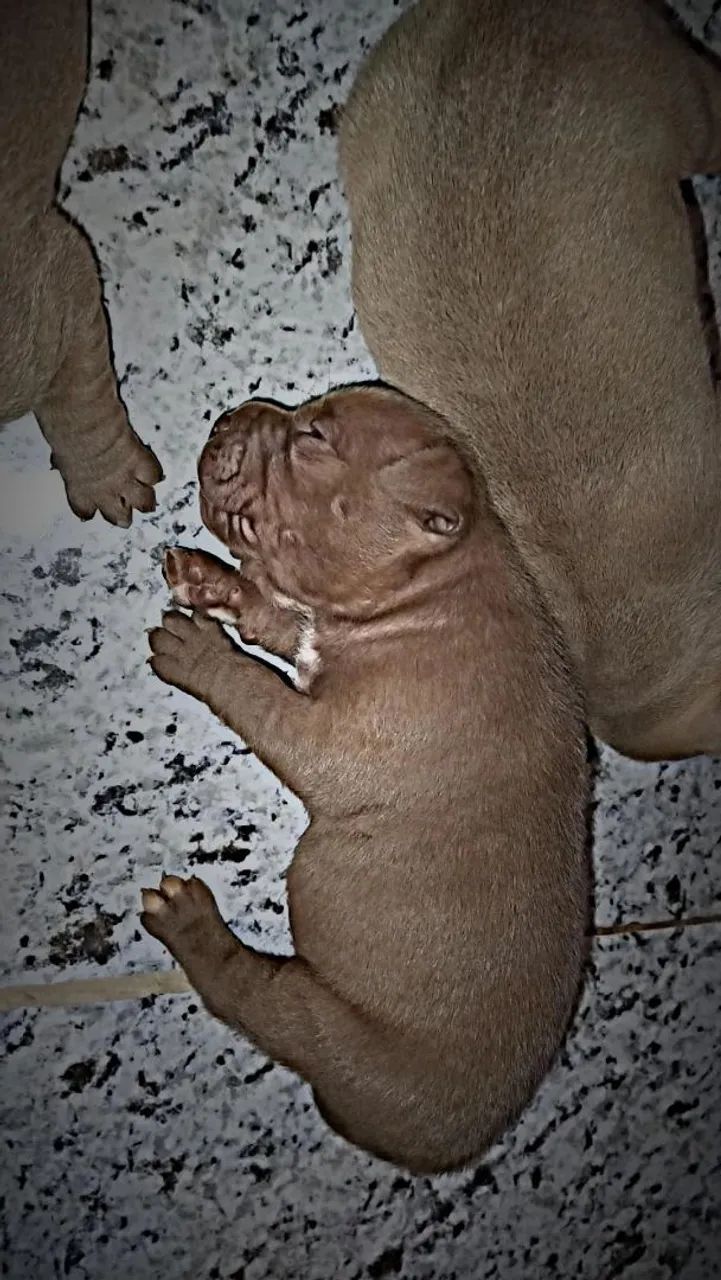 Filhotes de Pit Bull  - Foto 2