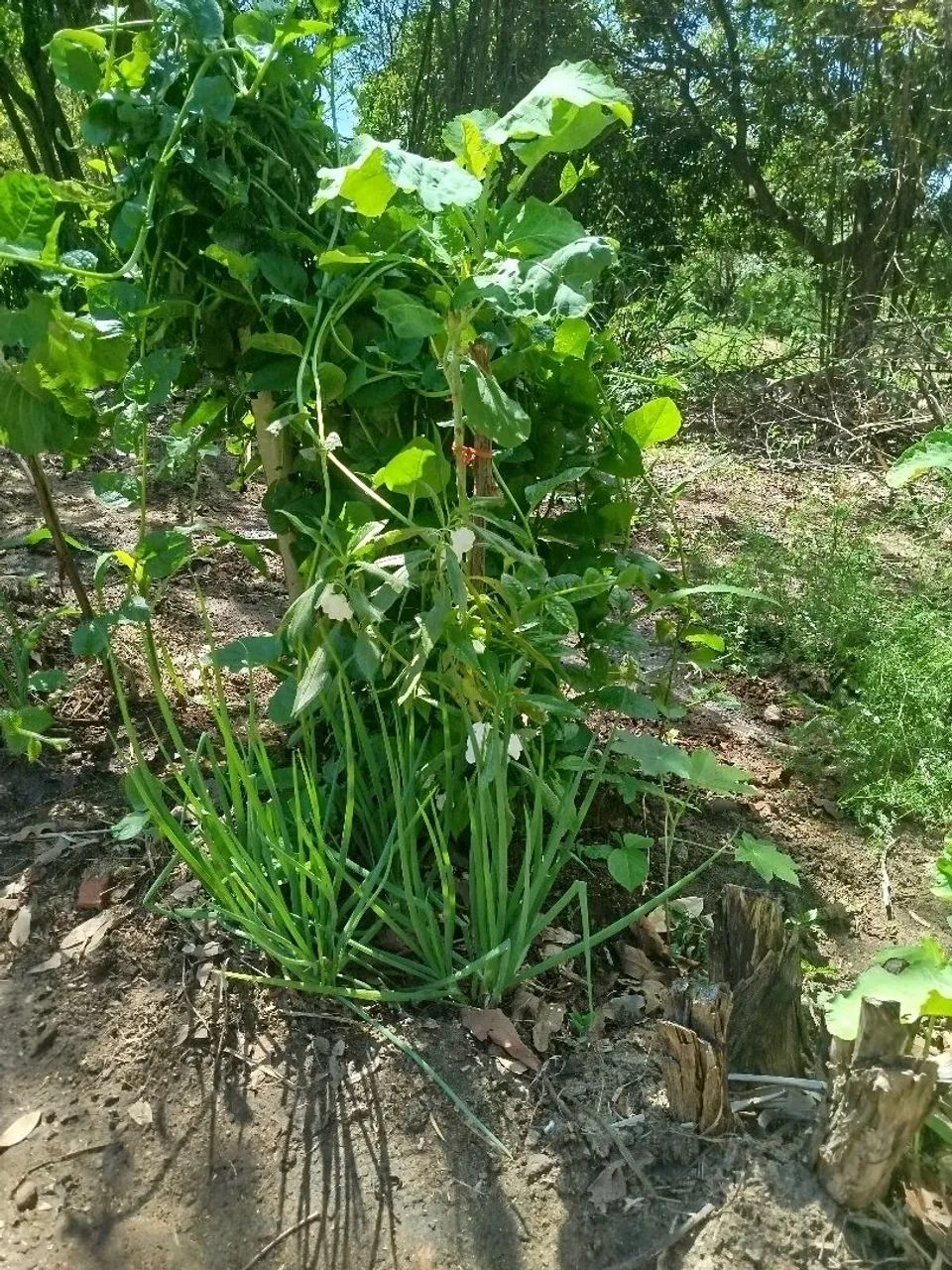Sítio lagoinha - Nova Iguaçu - RJ - Foto 11