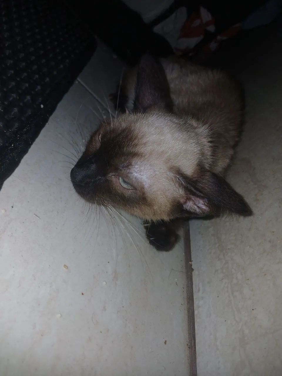 Gata Doando - Foto 4