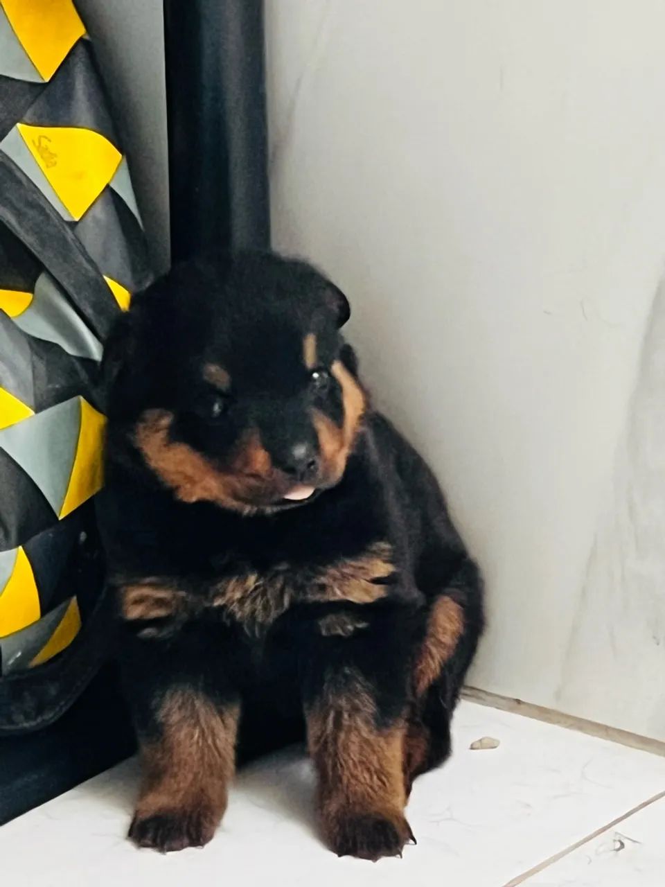 Filhote de Rottweiler 