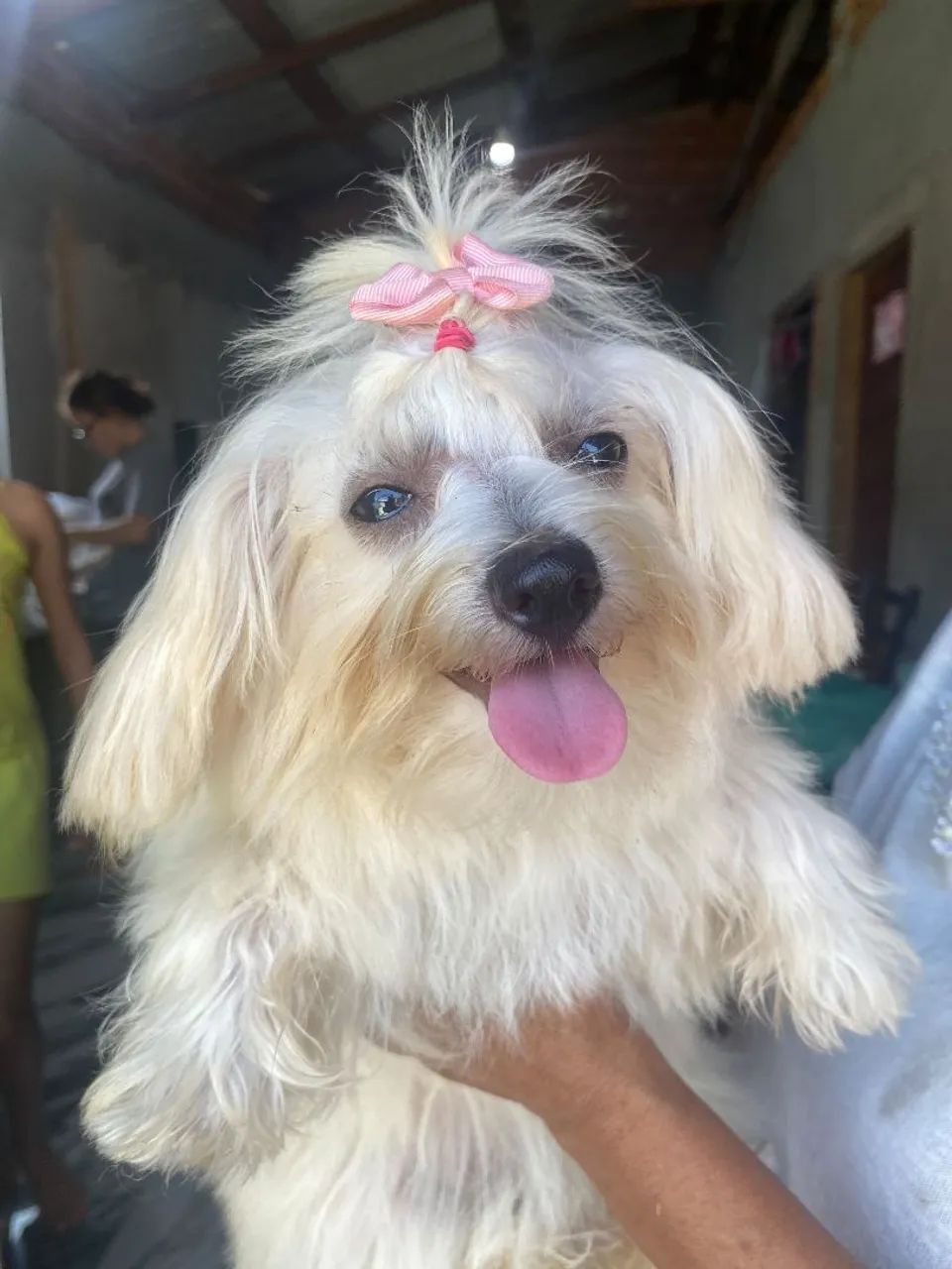 vende-se maltês mini - Foto 2