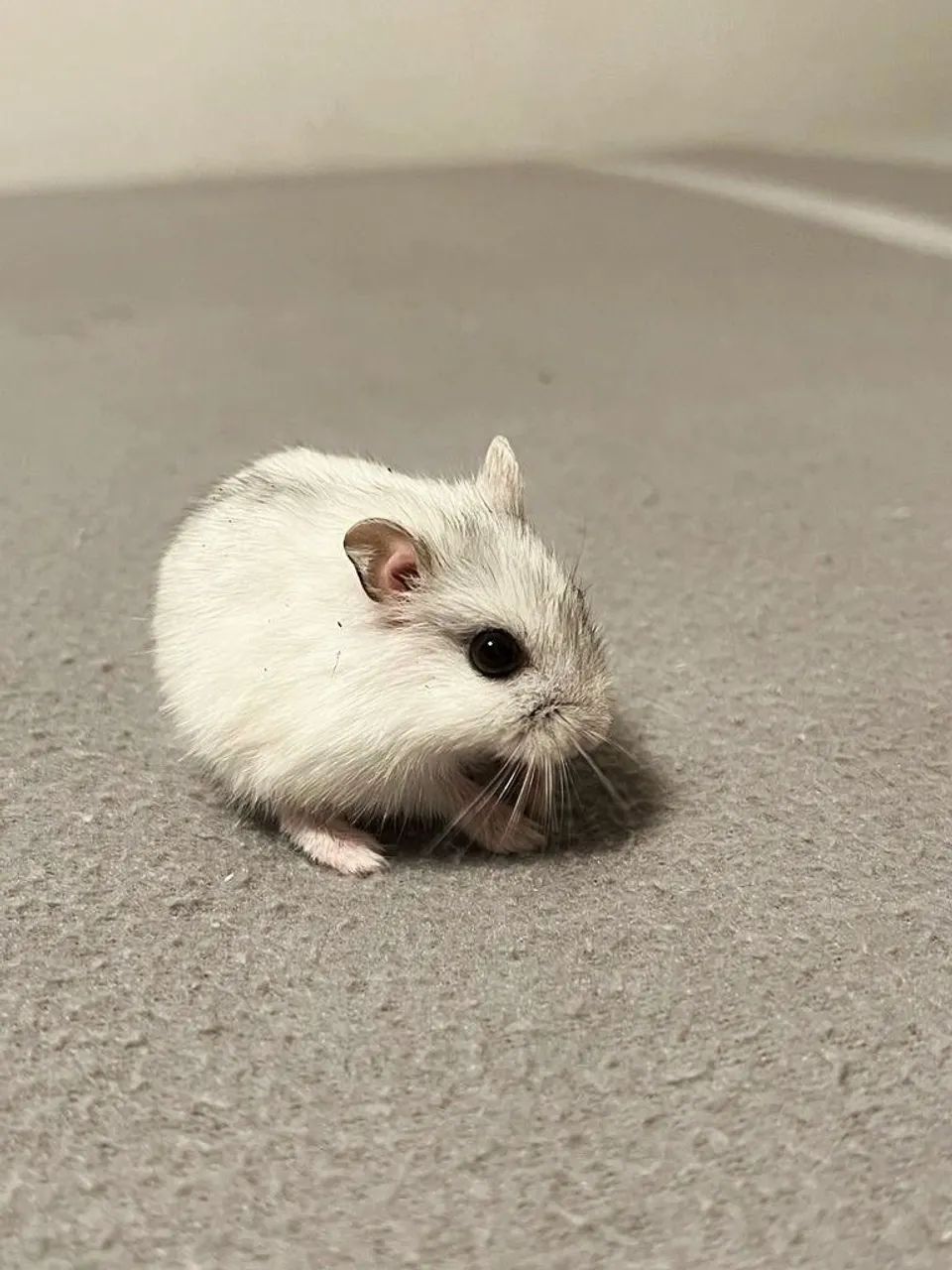 Hamster Branco  - Foto 3