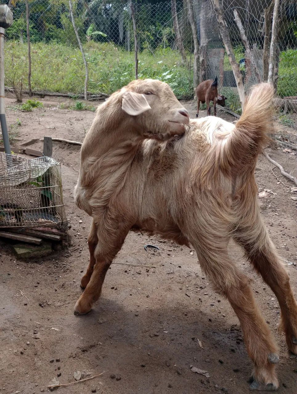 Cabras e bodes a venda - Foto 4