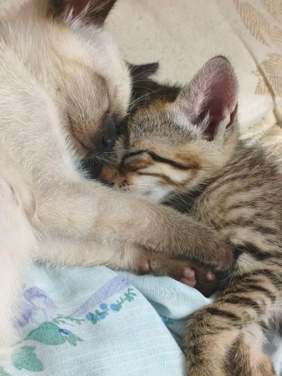 Gatinho mansinho machinho - Foto 2