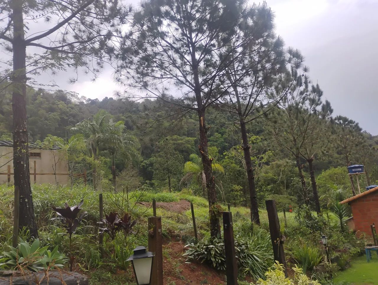 Serviço de roçadeira e moto serra 